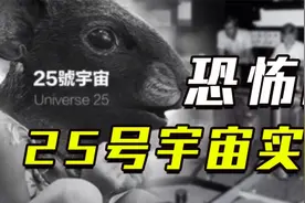 恐怖的25号宇宙实验：为老鼠打造“乌托邦”，1780天后鼠群却灭视频封面