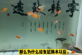 为什么换水后鱼缸杂质不能滤除，鱼鳍出现白点，一定是小瓜虫吗？视频封面