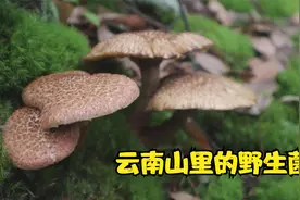 云南山里找到黑色野生菌，路边的野生菌种类又多又奇特视频封面