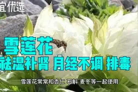 雪莲花味甘性温祛湿补肾强筋骨缓解体虚月经问题促进新陈代谢视频封面
