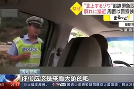 云南北迁象群走红日本 全民追象！象往何处去视频封面