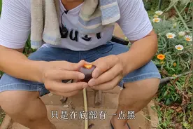 现在黑西红柿大丰收，用点“黑肥”结果多，沙瓤软糯口感好视频封面