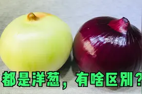 紫皮洋葱和白皮洋葱差别居然这么大，很多人不知道，别再买错了视频封面