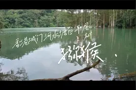 白千层树 猕猴视频封面
