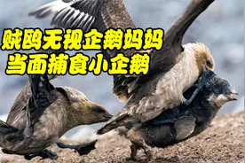 嚣张贼鸥无视企鹅妈妈，疯狂抢夺小企鹅，竟直接当面生吃！视频封面