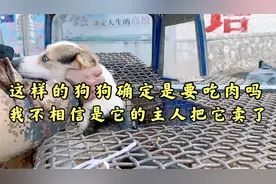 狗肉车上的柯基，被解救后感动的流泪，我不相信它是被卖的视频封面