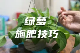 绿萝怎么施肥？园艺师教你，炎热气候下绿萝的施肥技巧视频封面