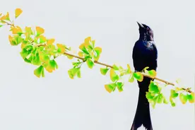 漂亮的黑卷尾鸟，好听的黑卷尾叫声视频封面