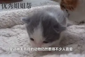 小鸡把猫咪错当妈妈一直缠着，看着非常温馨，然而越看越不对劲！视频封面