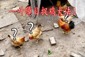 古法抓鸡，一叶障目抓鸡大法！