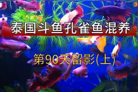 泰国斗鱼能不能混养？孔雀鱼泰国斗鱼混养第90天留影（上）视频封面