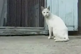 猫和鼠和平相处还给老鼠喂奶 竟是因为刚生了小猫 激素发生改变