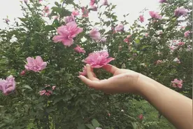 “木槿花”也能吃？太不可思议了！好吃还治病，花钱买不到！视频封面