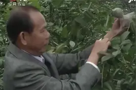 高空压条繁殖金花茶种苗，优点也有不少，这种方法有哪些步骤呢？视频封面