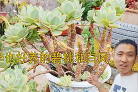 碧桃和白凤属于夏天比较好养的多肉植物，生长速度快，颜值高！视频封面