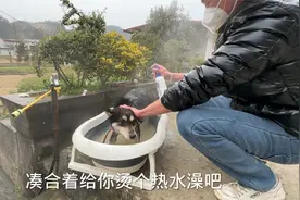 狗子误掉进粪坑，好在被及时发现将其解救视频封面