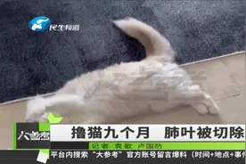 女孩爱撸猫致肺叶切除 医生提醒：再亲密的宠物也要保持适当距离视频封面