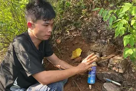 诱蜂洞来蜂了经常坠脾，师傅教你这样操作，来蜂几年都不会坠脾视频封面