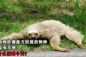 树懒这种防御能力较弱的物种，为何没有灭绝？它靠什么活到今天？视频封面