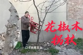 用花椒树做一个拐杖，邻居说㓮个龙头，我认为还是自然美！视频封面