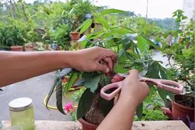 养发财树就用这两招，冠幅增粗根茎强大，侧枝繁茂长势旺视频封面