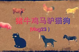 猪牛鸡马驴猫狗(Vlog23）视频封面