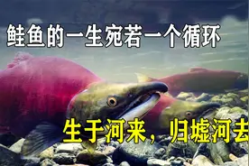 鲑鱼洄游宛如一个循环，它们回到出生地产卵，死后尸体回馈大海视频封面