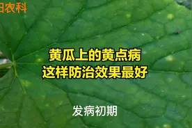 黄瓜上的黄点病，用这几个新药，只需喷2遍，就可快速控制视频封面