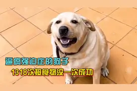 逼疯强迫症的拉布拉多，1318次接食物没一次成功，网友：它故意的