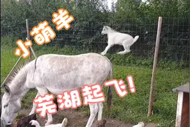 萌羊冲撞，又莽又可爱的羊儿搞笑合集视频封面