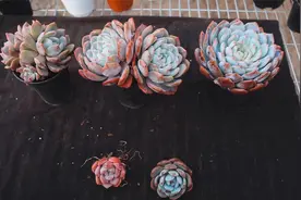 冬天如何养护橙梦露，这几款多肉橙子的状态真是绝了，一起看看吧视频封面