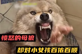 母狼饿了两天两夜，还对着主人龇牙咧嘴，却对小女孩百依百顺视频封面