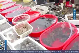 新鲜海货上市啦！琵琶虾、春鲅鱼太肥美，市民教你做“海鲜大餐”视频封面