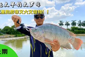 “没有眼睛的大非你见过吗”钓大非遇小鱼闹窝？学会这招鱼获翻倍视频封面