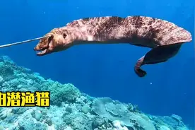 国外牛人自由潜渔猎，捕获到30斤巨型海鳗，这海水猎鱼太棒了