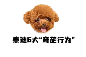 泰迪6大“奇葩行为”,都有不同含义！视频封面