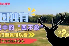 传说中的“四不像”，其实就是麋鹿，在北京南海子不花钱就能看！视频封面