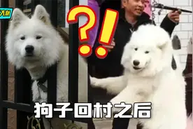 当狗子回村之后，这些奇葩操作，还是我的狗吗？视频封面