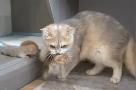 猫妈带着四只没睁开眼的奶猫搬家：谁也别想偷我的娃视频封面