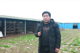 种鹅产蛋期翻肛，双管齐下控料加治疗手段，老张有绝招