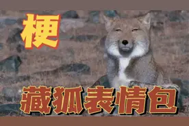 今天就由奶茶来告诉你：藏狐究竟是什么梗呢？