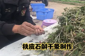 你知道铁皮石斛干条是怎么制作的吗？视频封面