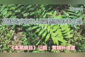 黄精是中老年人较理想的补养之品