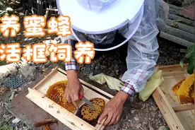 衣柜里的土养蜜蜂如何换成活框蜂箱饲养，小伙现场教你土养换活框视频封面