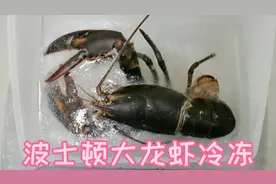 把波士顿大龙虾冷冻24小时，还能复活吗？肯定能满足你的好奇心