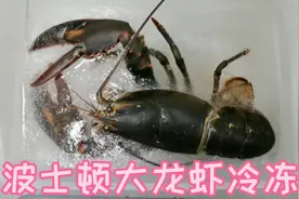 把波士顿大龙虾冷冻24小时，还能复活吗？肯定能满足你的好奇心