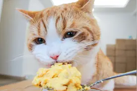 如何拥有健康漂亮小猫咪？4个猫粮小干货，让猫咪爱上你的选择！视频封面