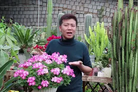 天竺葵再次开成花球，如果你掌握这个“技巧”，持续开花美极了视频封面