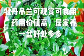 牡丹吊兰可观赏可食用，药用价值高，养一盆好处多多视频封面
