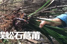 深山石壁上有种植物的根茎象蜈蚣，作用大用途广，你们认识吗视频封面